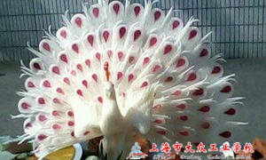 QQ图片20150205123507 - 副本 (2)